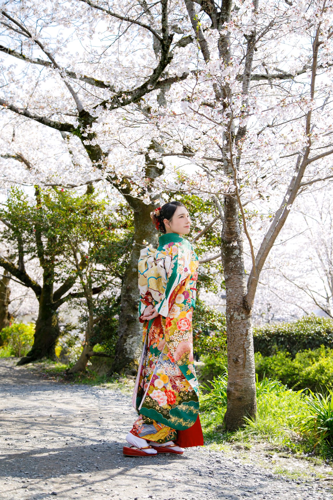 京都の桜並木を歩く着物姿の女性