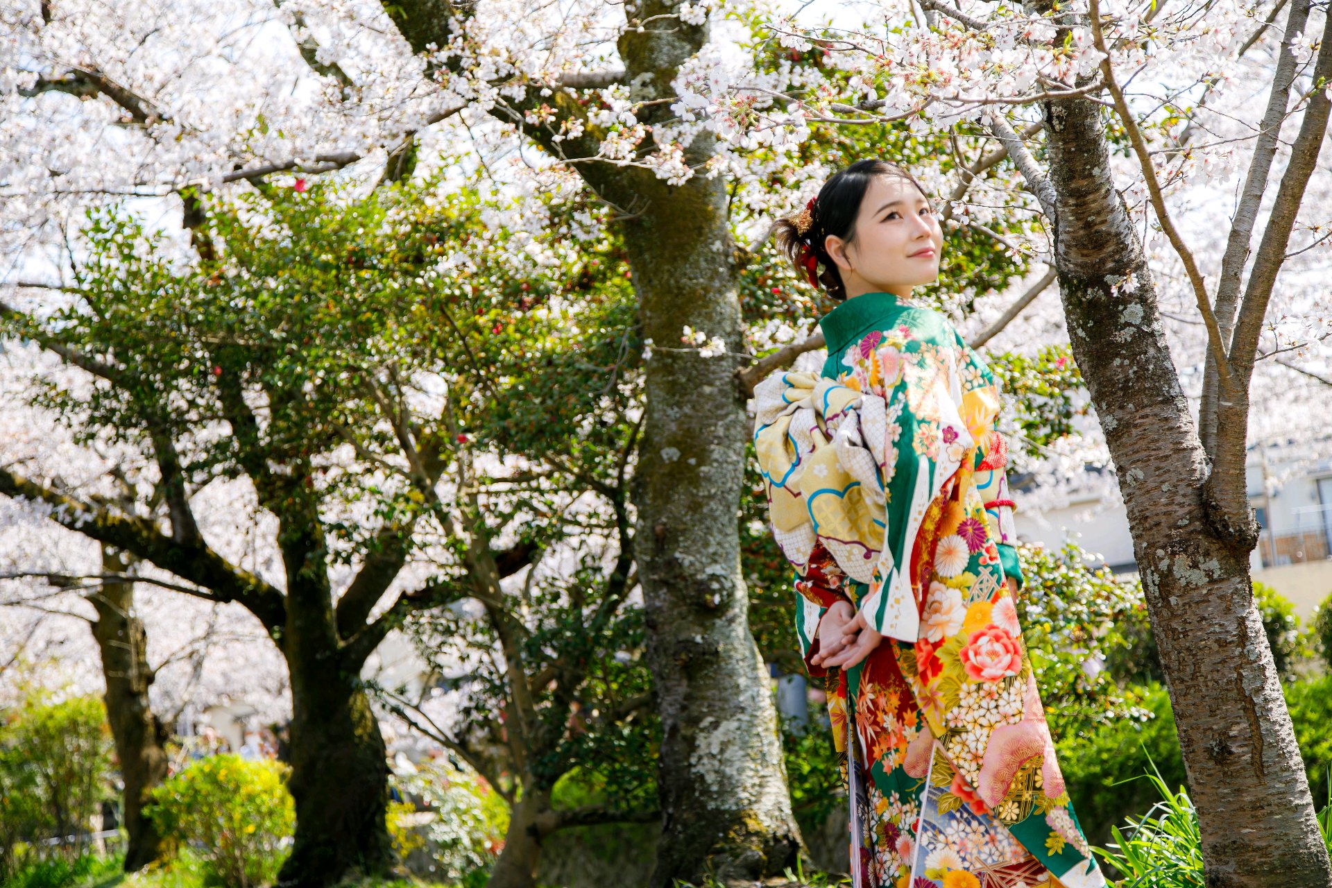 桜並木と着物姿